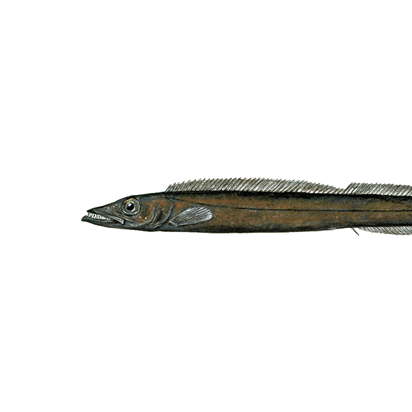 Black scabbardfish