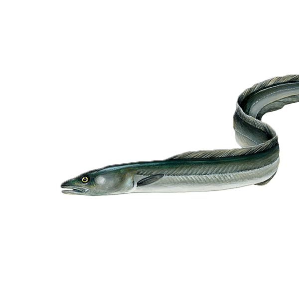 European conger