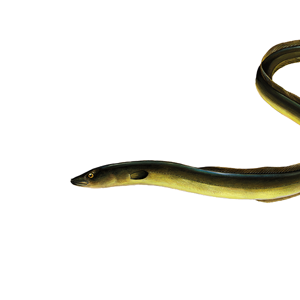 European eel